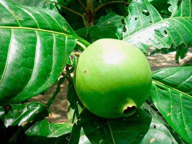 Borojó, una bomba nutritiva apodada la viagra colombiana Naturalma