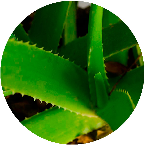 aloe vera